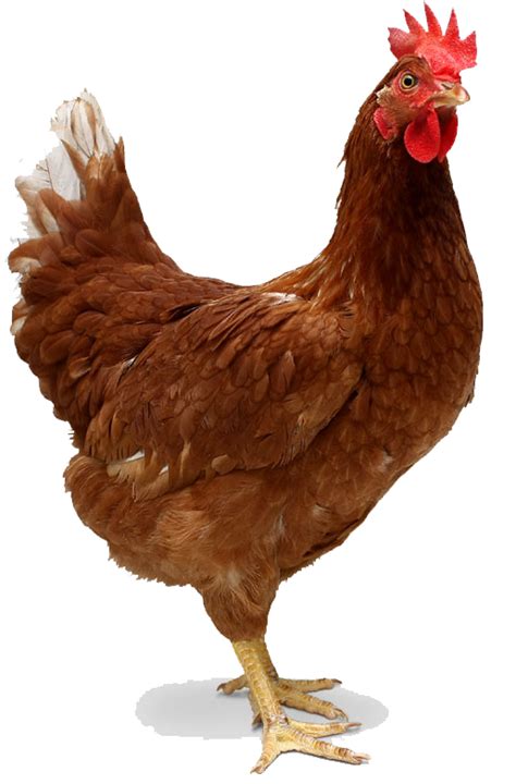 hen images hd|printable picture of a hen.